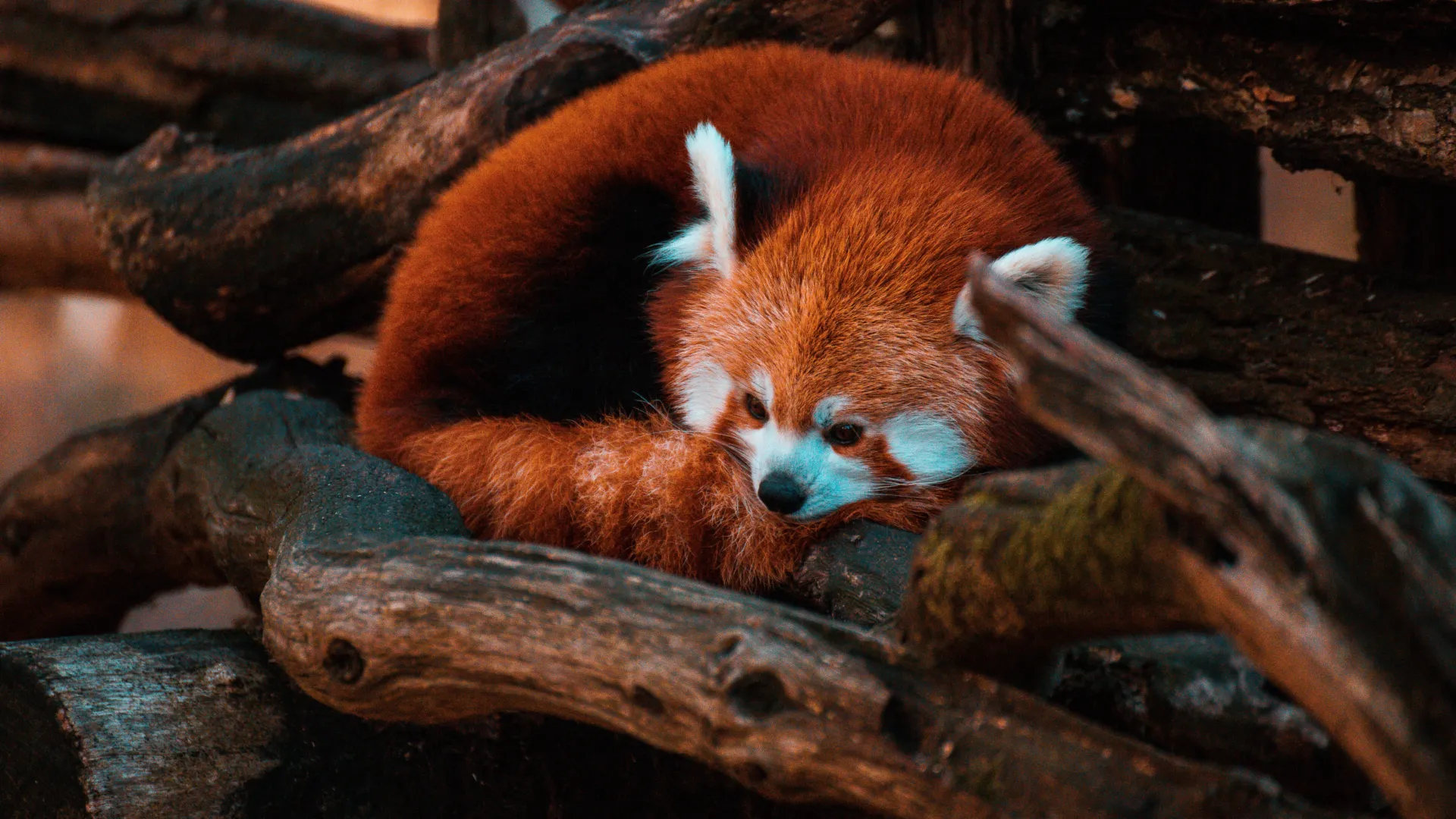 red panda