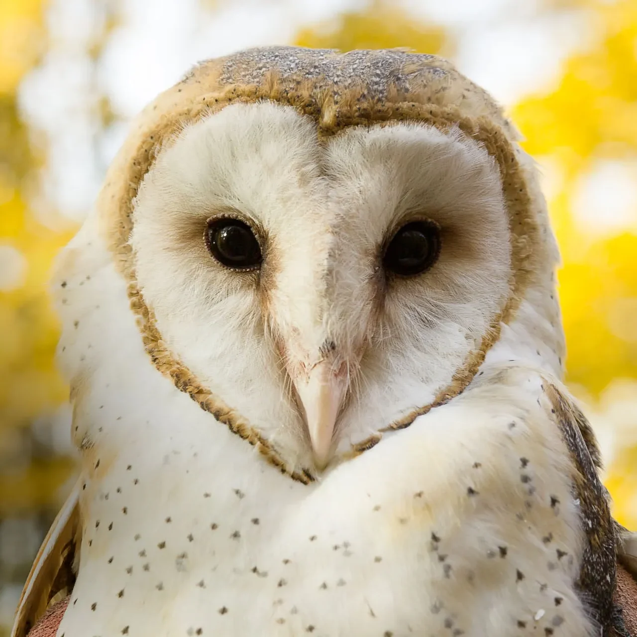 Barn owl close up with yellow fall leaves in the background.