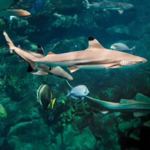 A Blacktop Reef Shark swimming in the Zoo's big ocean exhibit. It is surrounded by other fish.