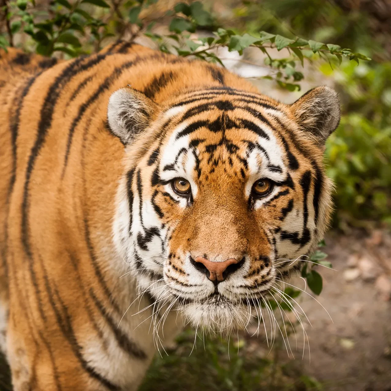 Amur Tiger standing in grass.