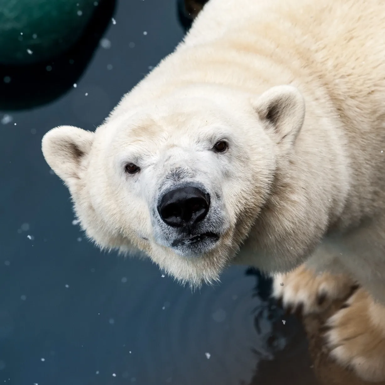 Polar Bear standing next to a pool of water.