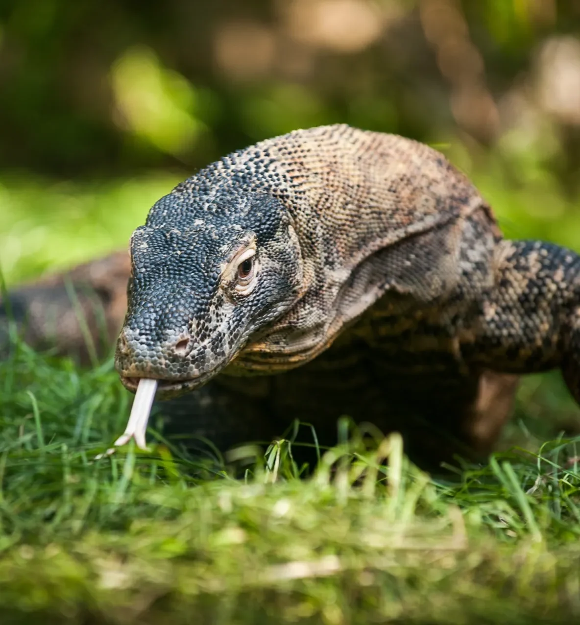 Komodo Dragon with its tongue out exploring the grass.