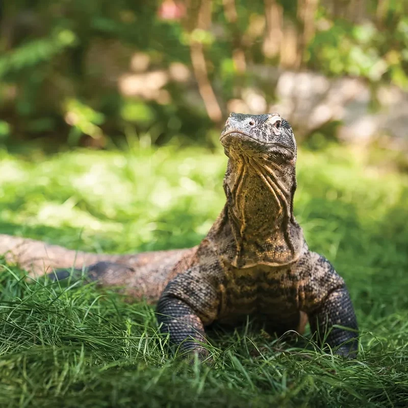 Komodo Dragon sunbathing in the grass.