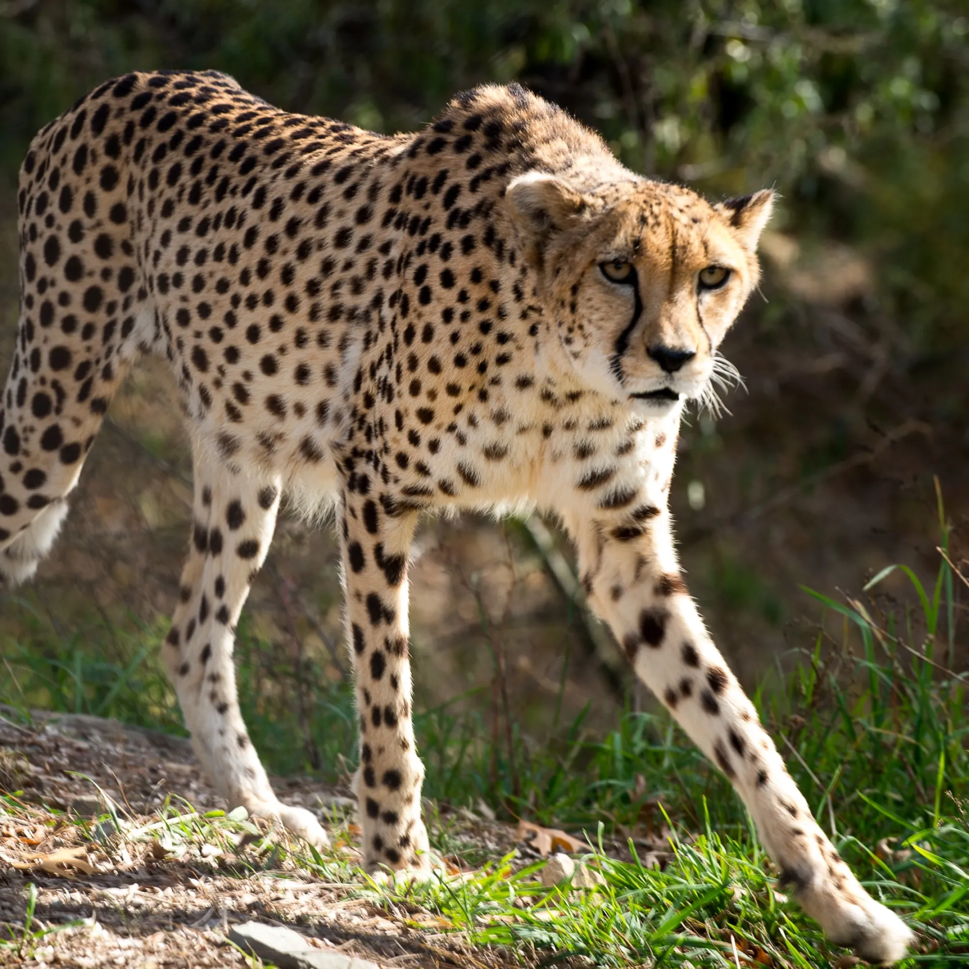 A cheetah walking along a path with greenery surrounding it.