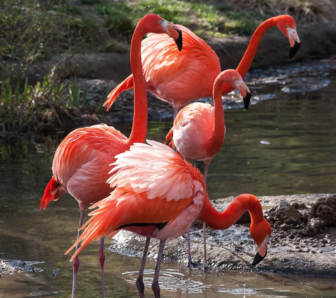 A group of Caribbean flamingos standing in shallow water and feeding.