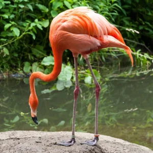 A Caribbean flamingo standing on a rock and leaning down to look in the water.