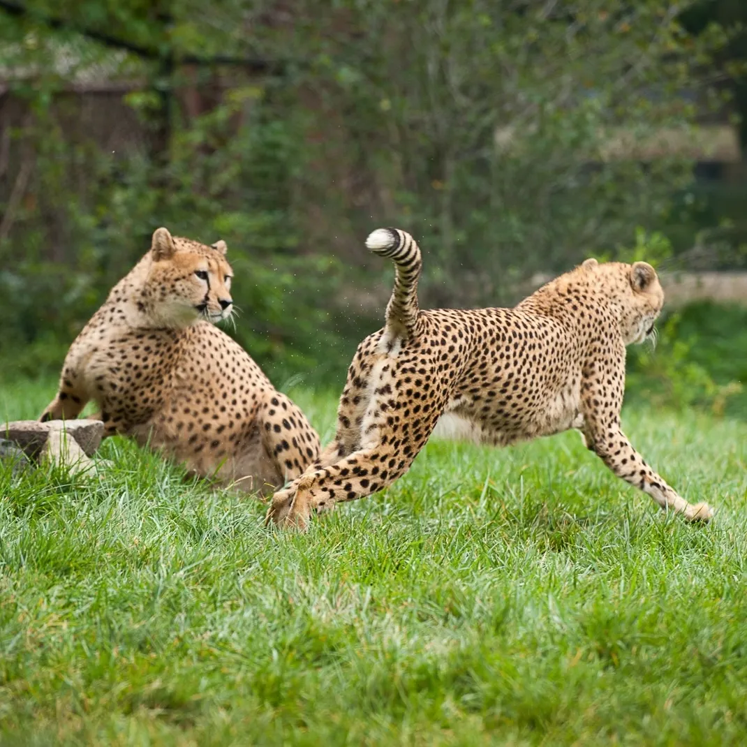 Two cheetahs playing and running in the grass.