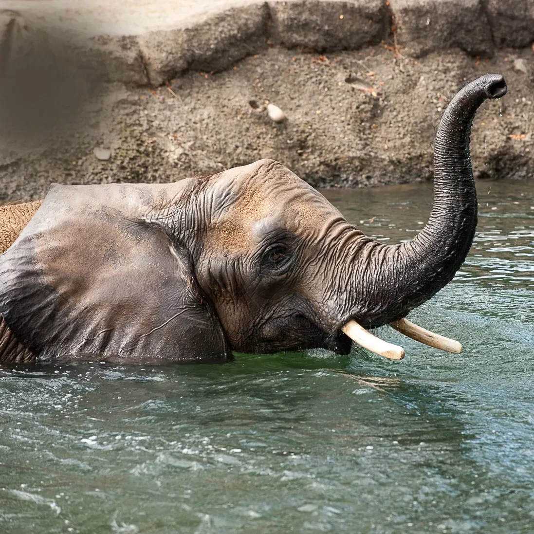 African elephant playing in the water with its trunk raised.