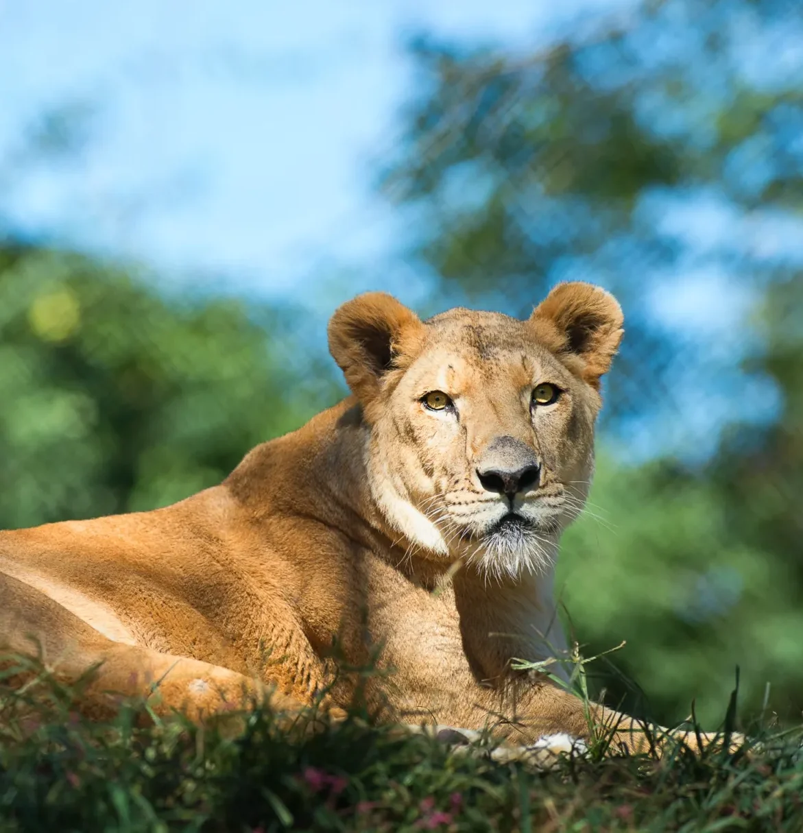 A female African Lion laying down in the grass with a blue sky and greenery in the background.