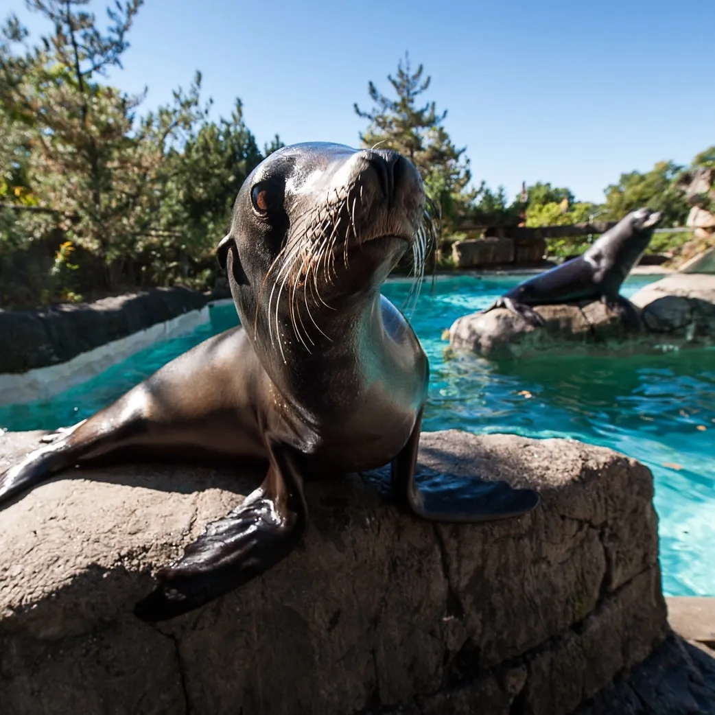 Two California sea lions perched on rocks with water behind them. One is in the foreground with its nose close to the camera.