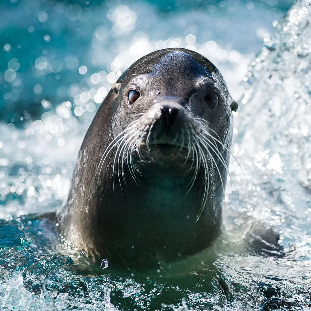 California Sea Lion with its head above the water and splashes in the background.