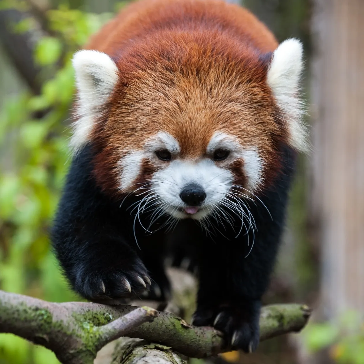 Red panda walking on tree branches toward the camera.