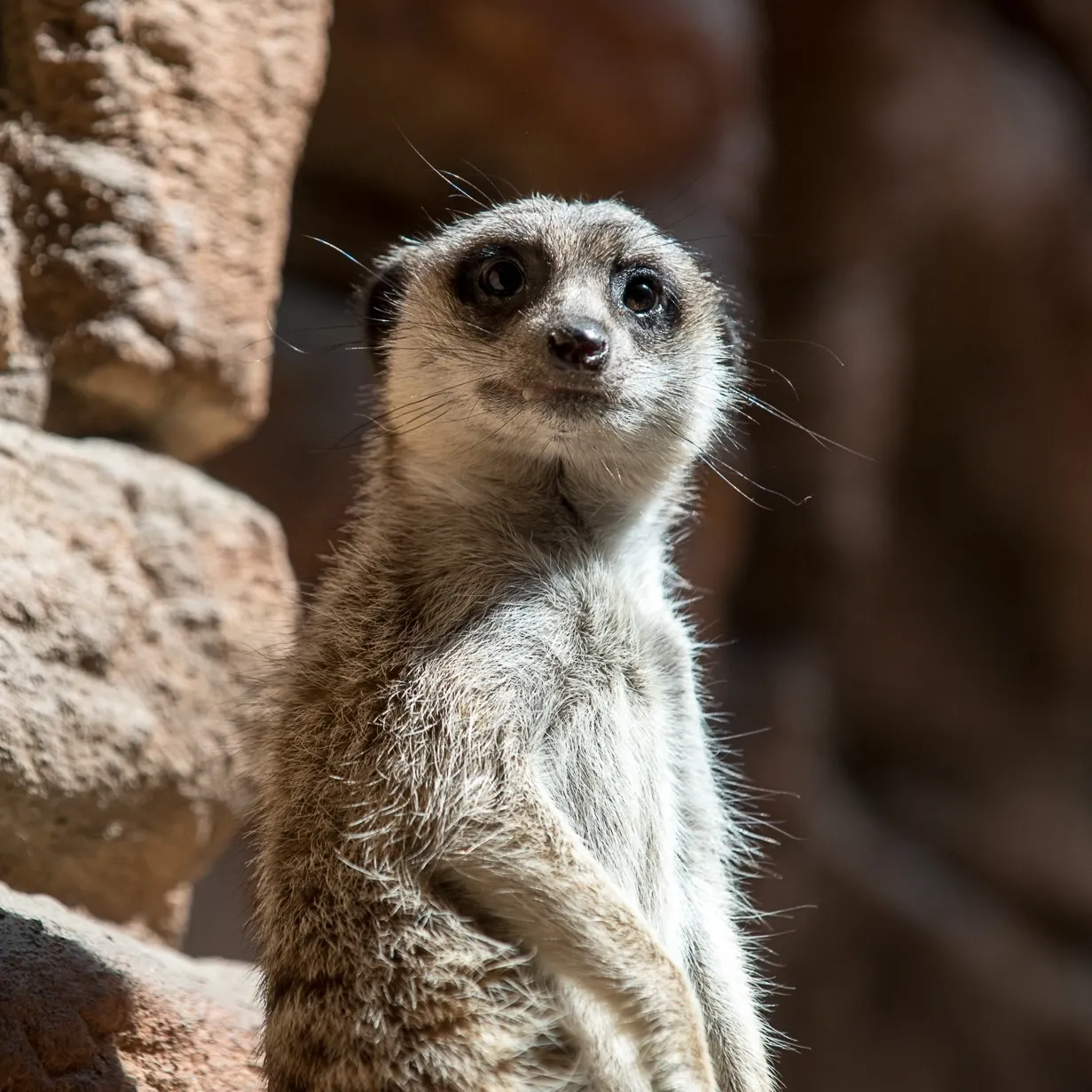 A Meerkat sanding on its hind legs with a red, rocky wall in the background.