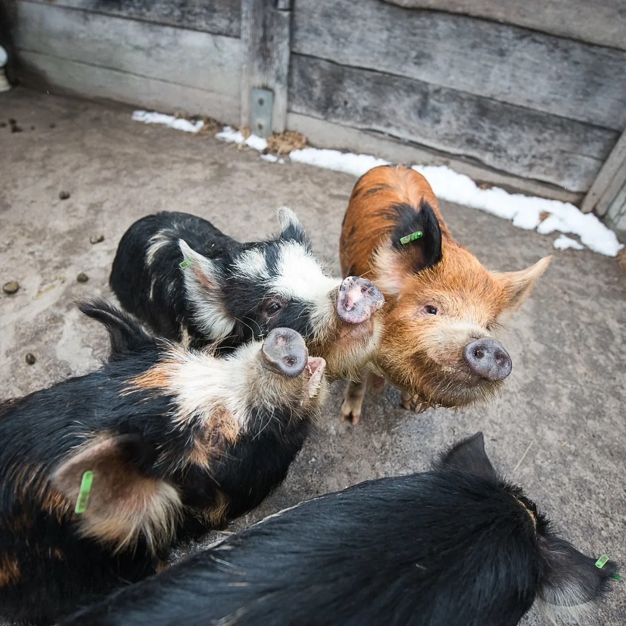 A group of four Kunekune pigs.