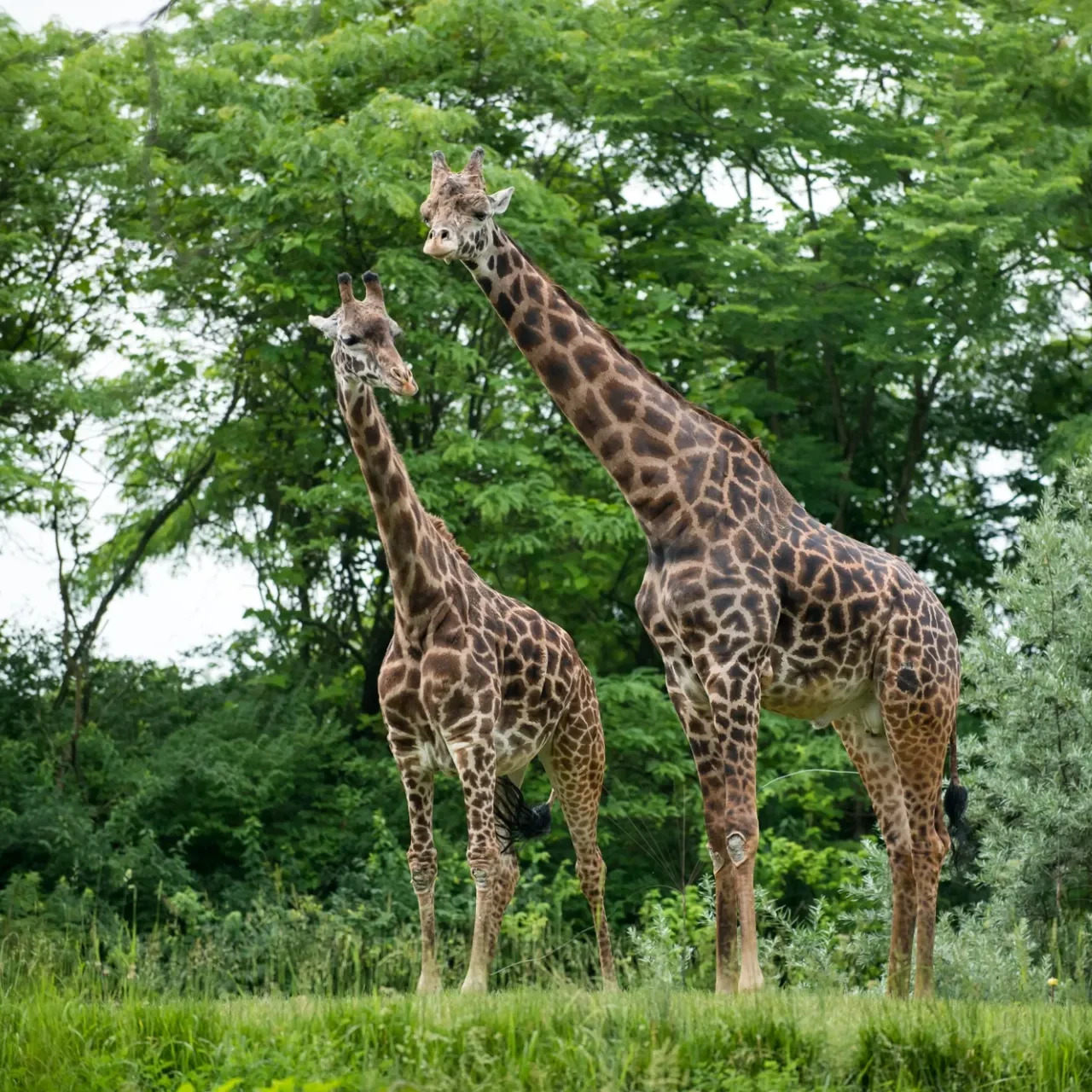 Two Masai Giraffes standing in the grass surrounded by greenery.