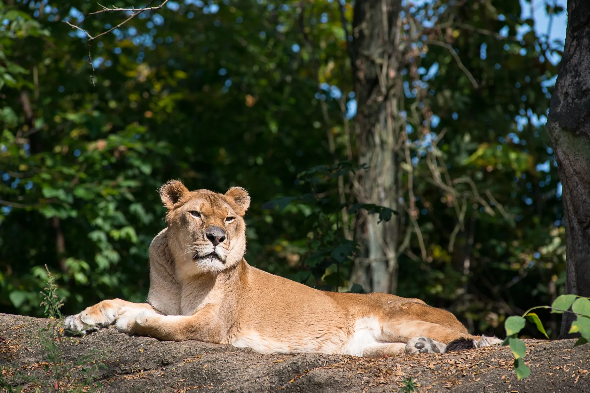 Female African Lion laying in the sun with greenery surrounding her.