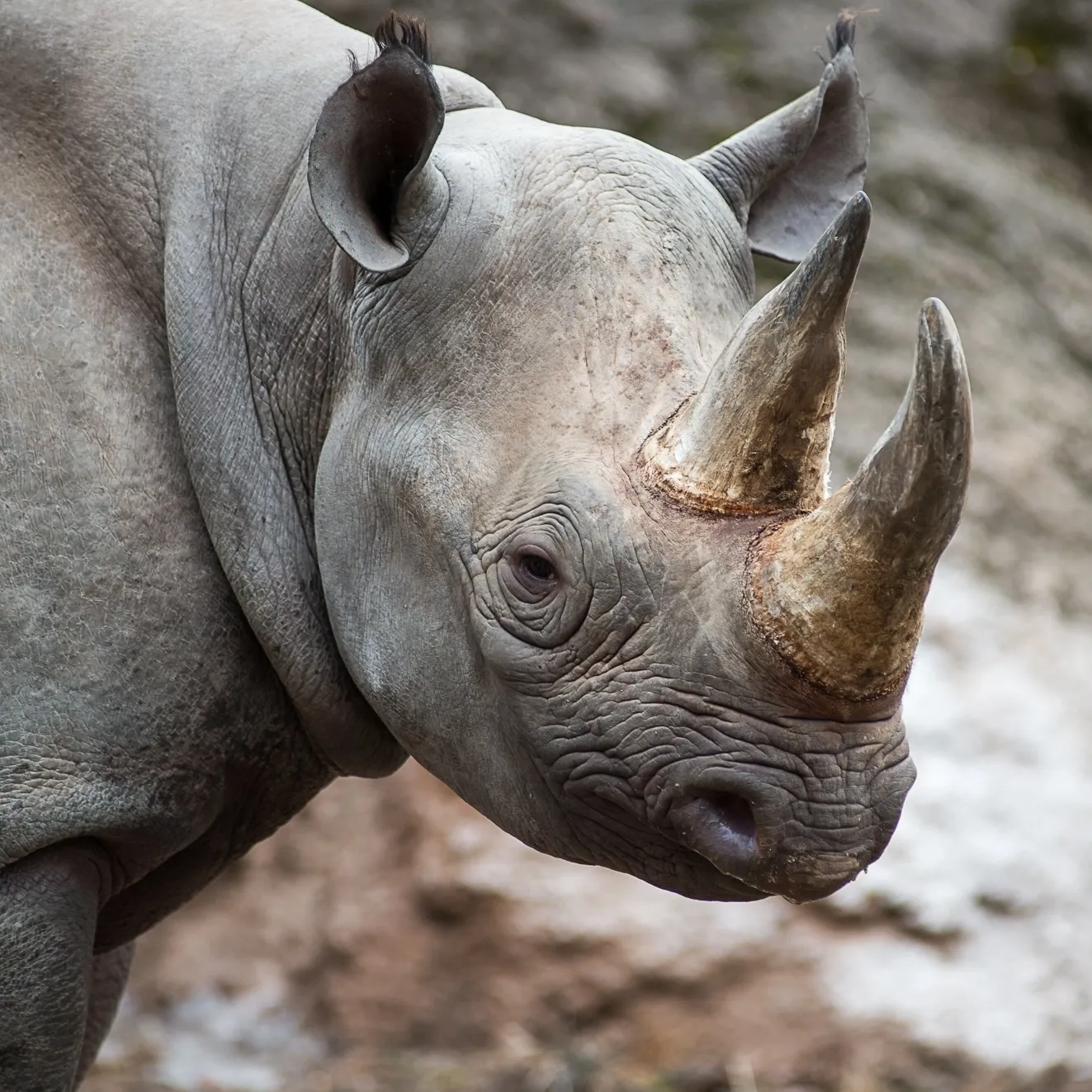 The head and shoulders of a black rhinoceros. It has two horns on its snout.