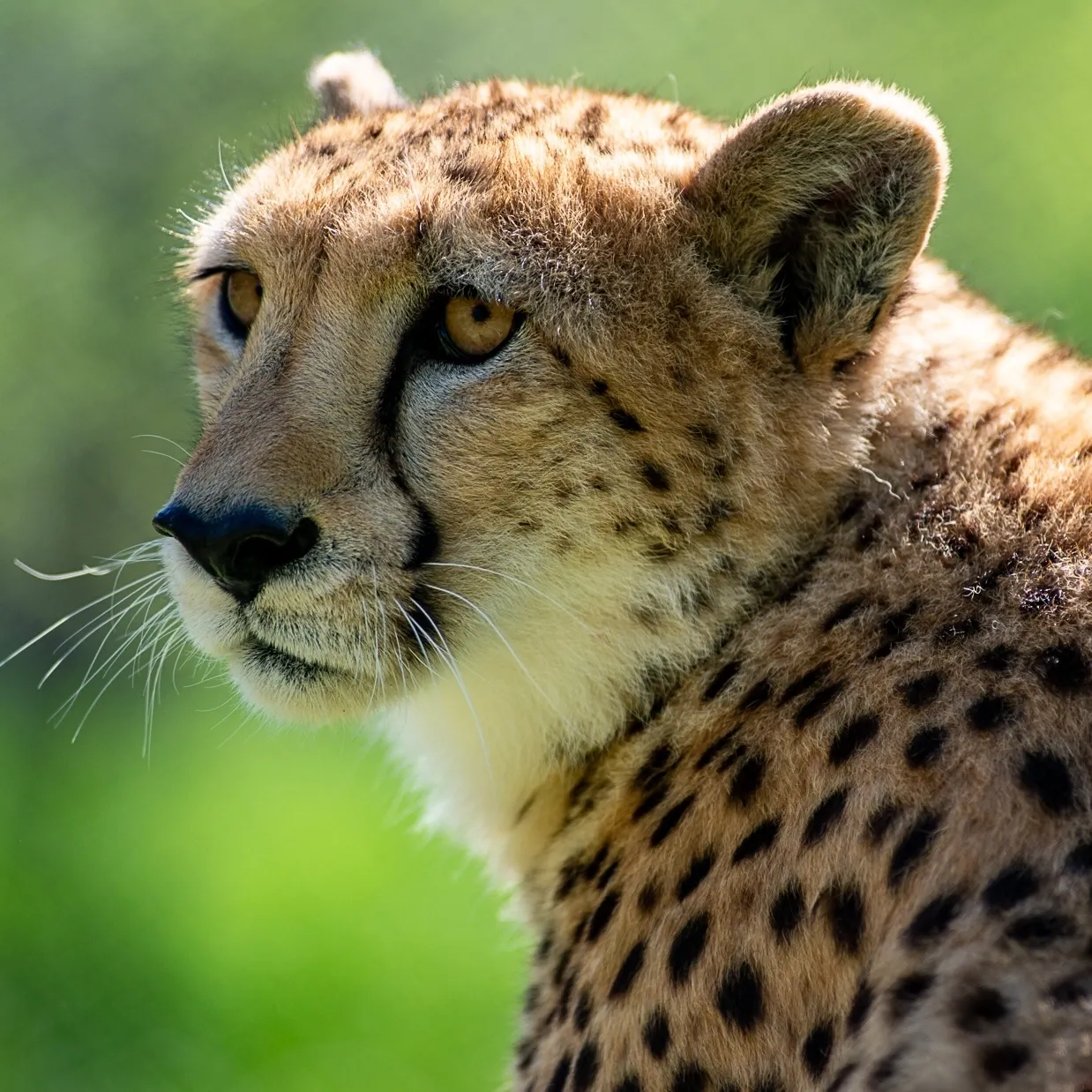 A cheetah looking over its shoulder with greenery in the background.