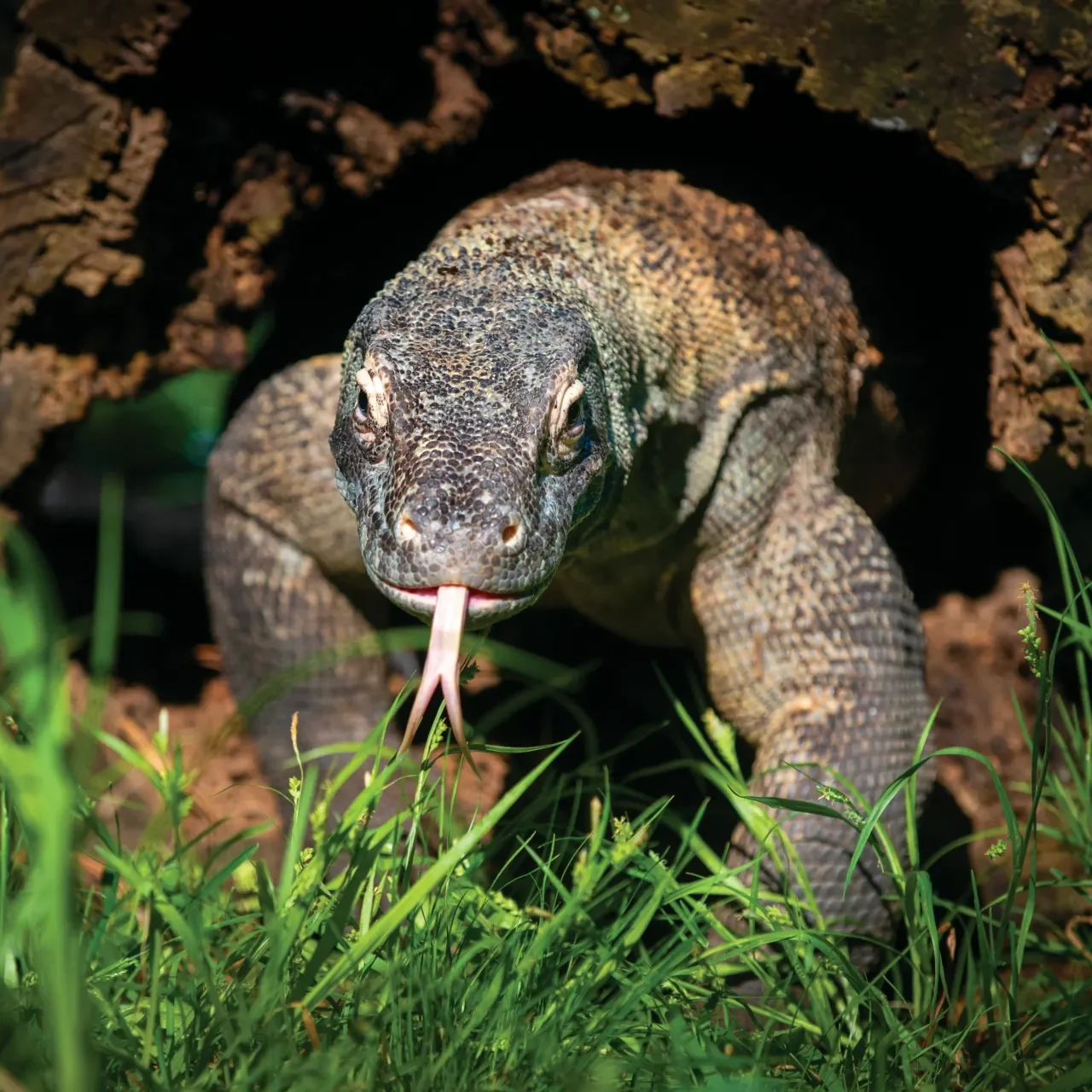 Komodo Dragon coming out of a hollow log.