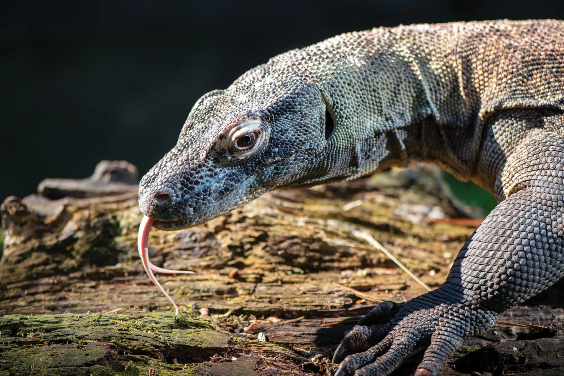 Komodo Dragon with its tongue flicked out.