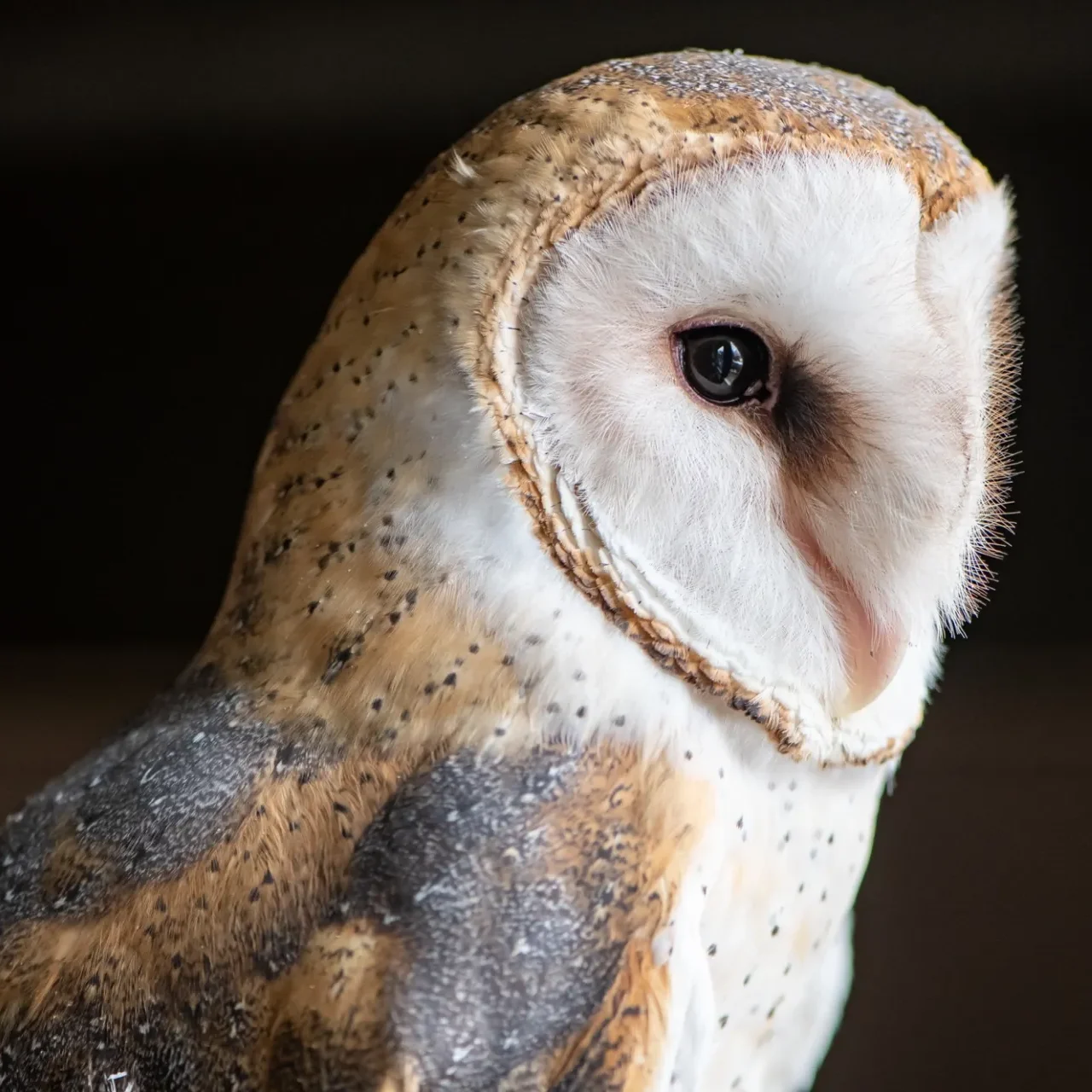 Barn owl close up showing the beak and eye in detail.