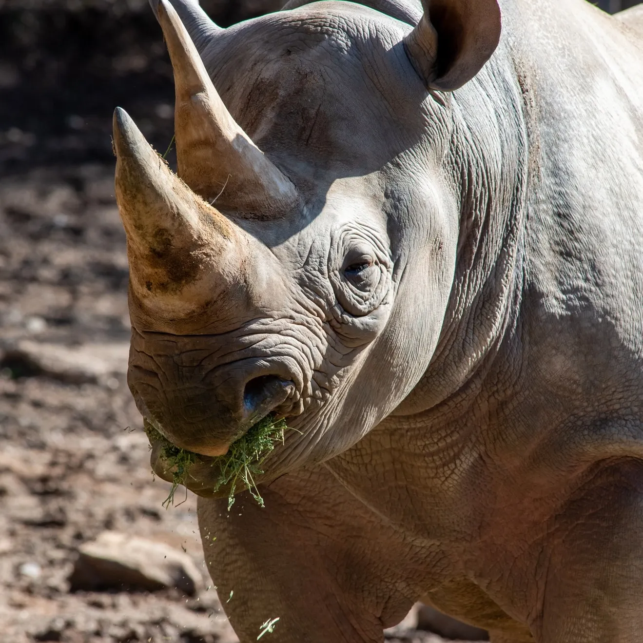 A Black rhinoceros eating some vegetation.