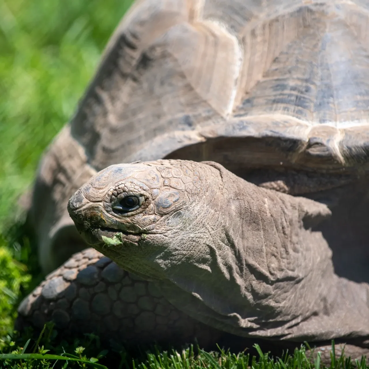 Close up of an Aldabra tortoise eating grass.