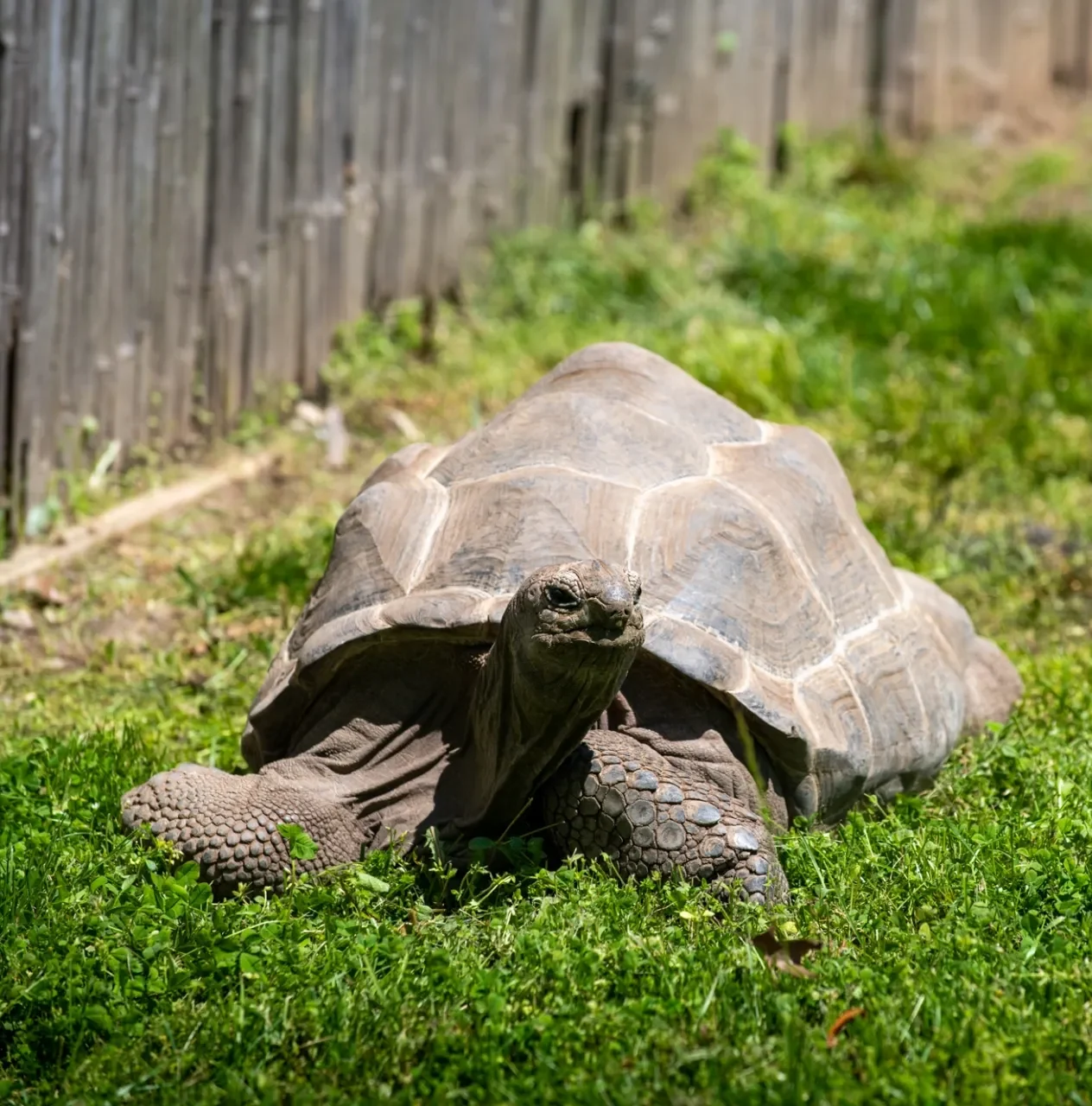 Aldabra tortoise in the grass.