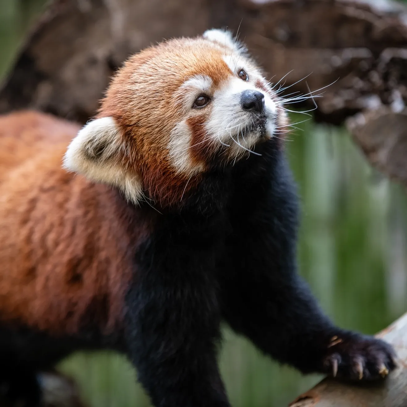 Red panda climbing on tree branches.