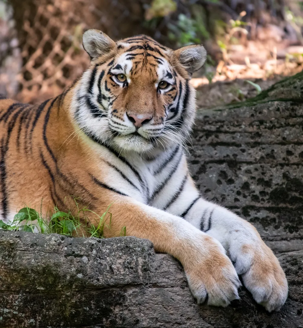 Amur Tiger laying down looking at the camera. Its fur is orange with black stripes.