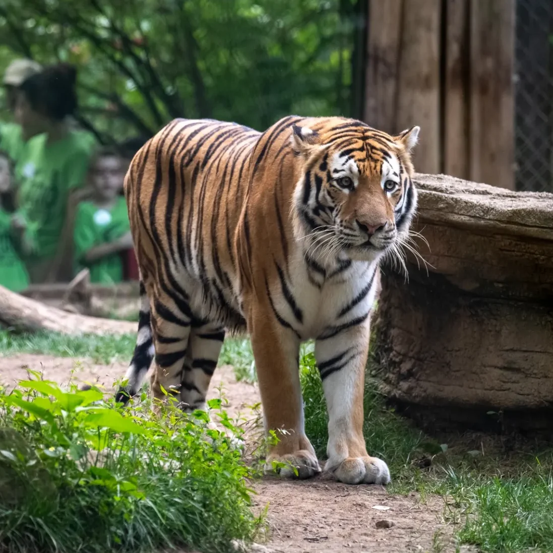 Amur Tiger standing by large rock and grass. Behind the tiger is an exhibit viewing window with guests observing the tiger.