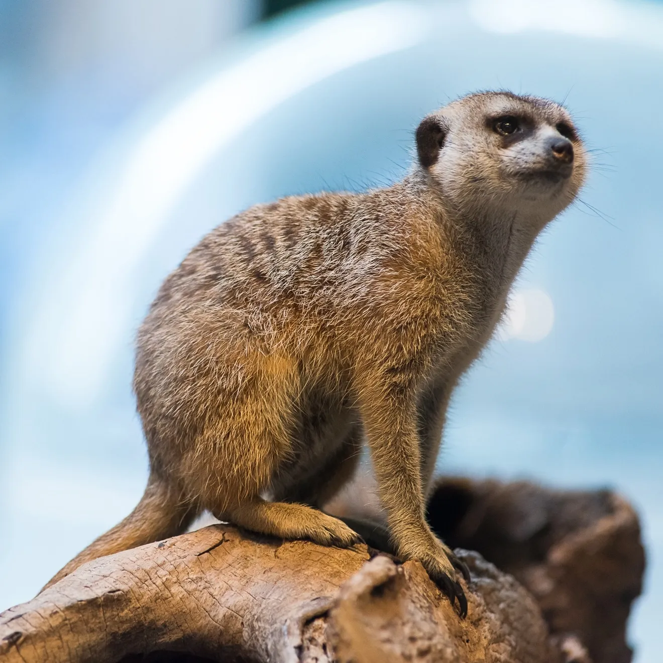 A meerkat sitting on a red rock.