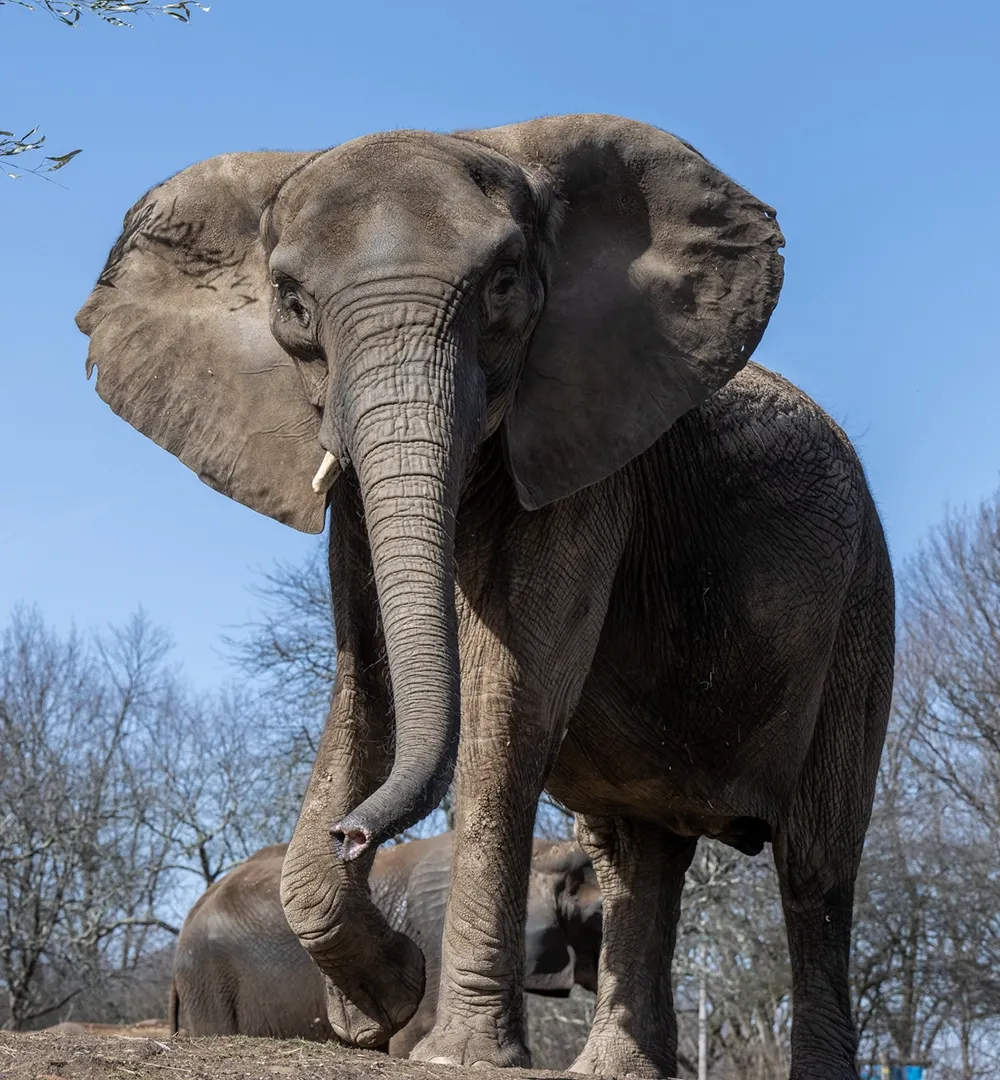 African Elephant standing with blue sky and trees in the background.