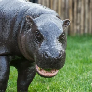 Pygmy Hippo