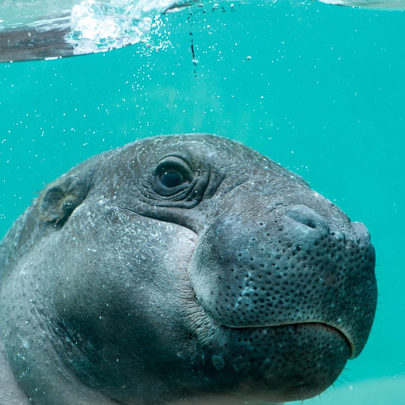 A Pigmy Hippo swimming under the water.