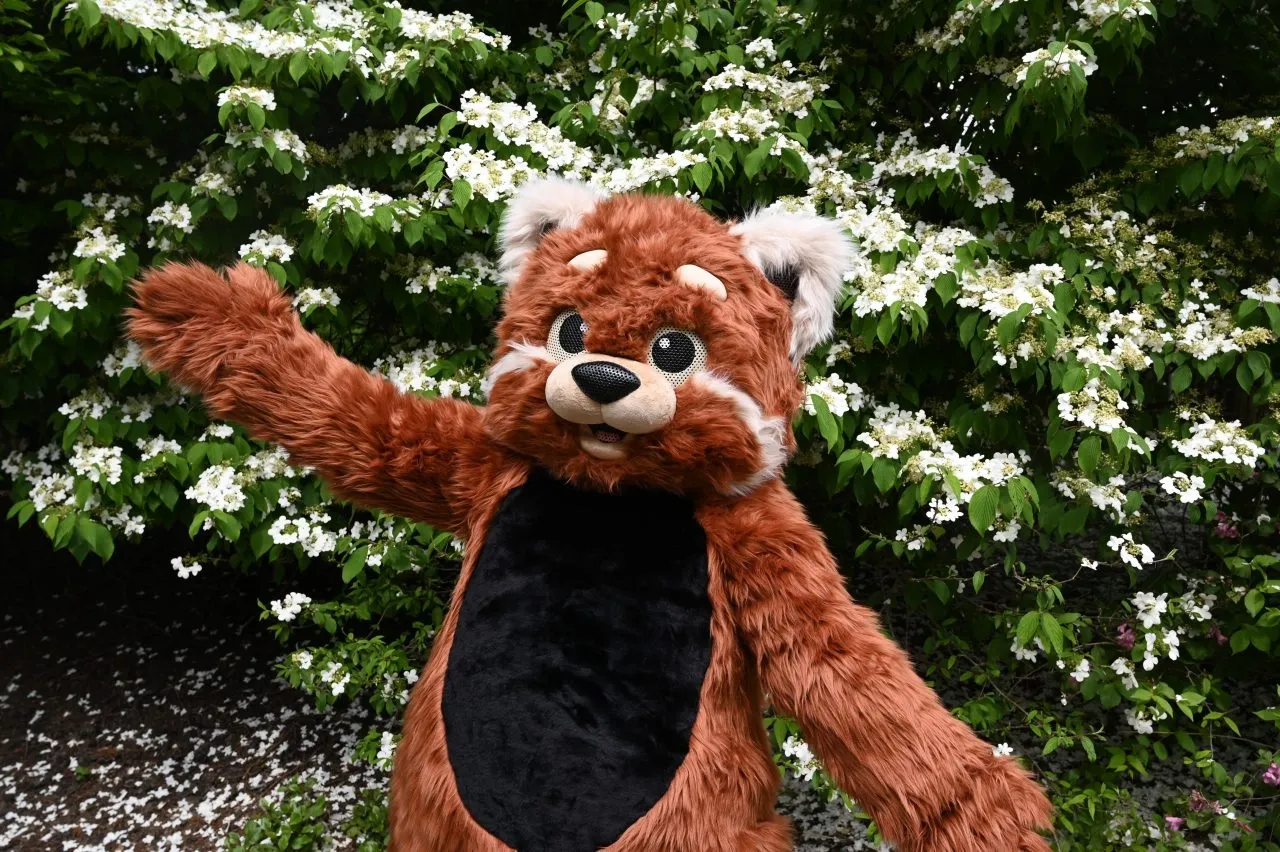 the zoo's red panda mascot, with arms outstretched. it has rust-colored red fur, a black stomach, and white markings on its ears and face.