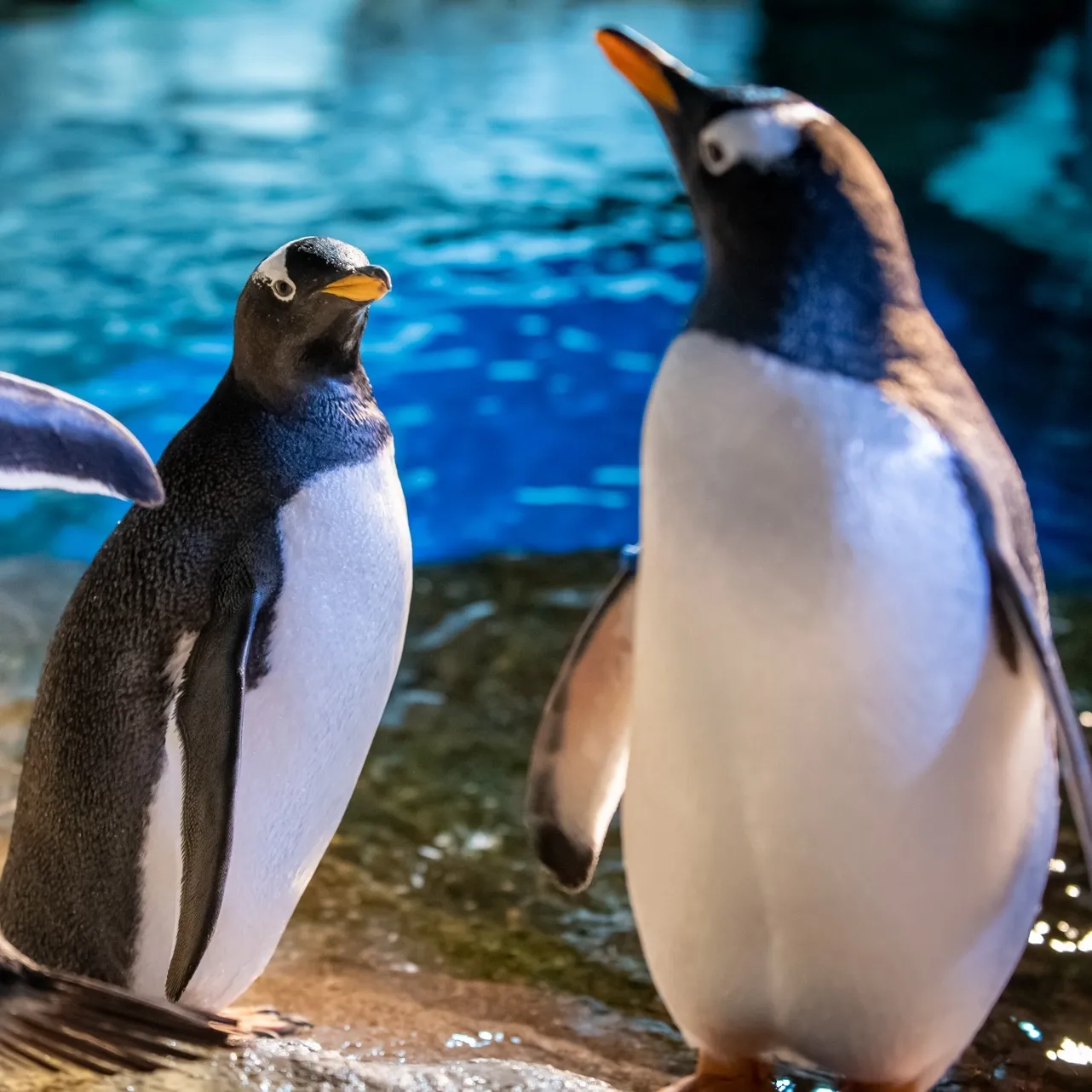 Two Gentoo penguins standing on rocks next to a pool of water.