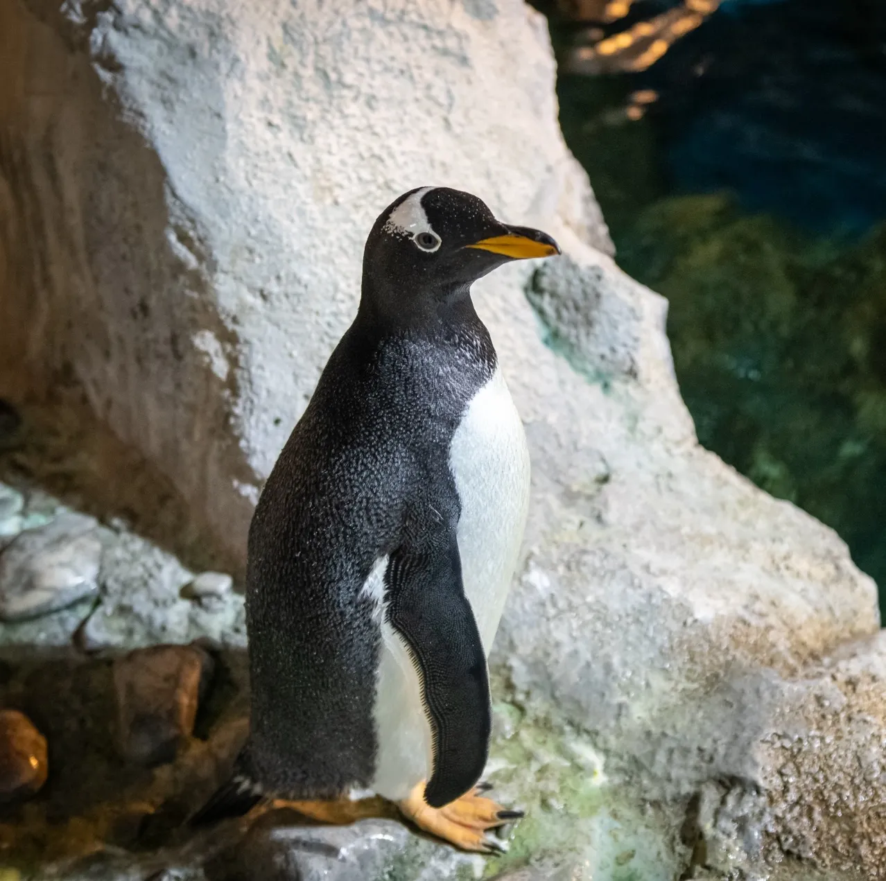 A Gentoo penguin standing on rocks next to a pool of water.