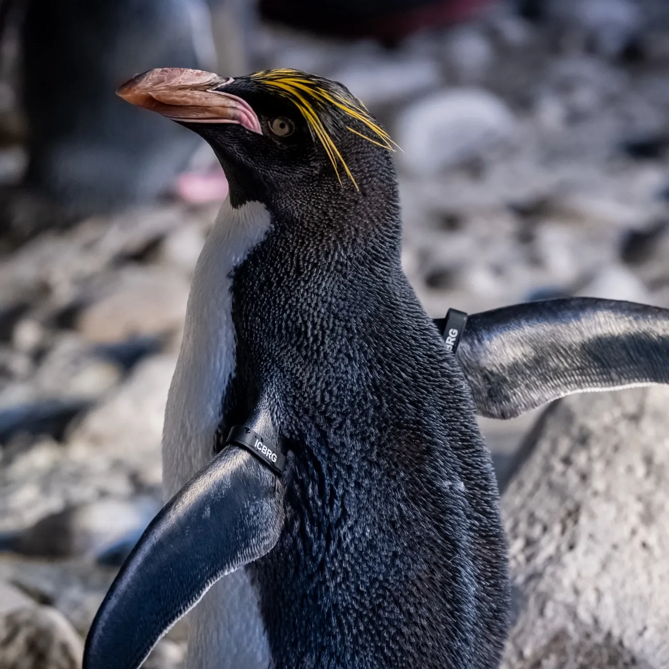 a Macaroni penguin standing on rocks with its wings spread.