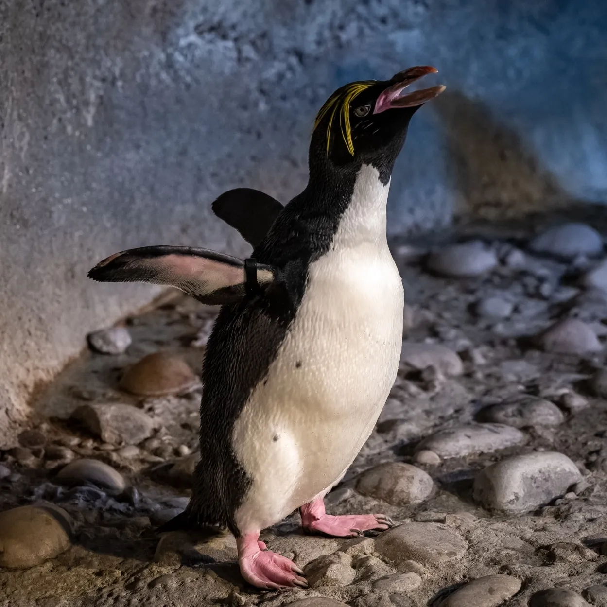 A macaroni penguin squawking with its mouth open and wings back.