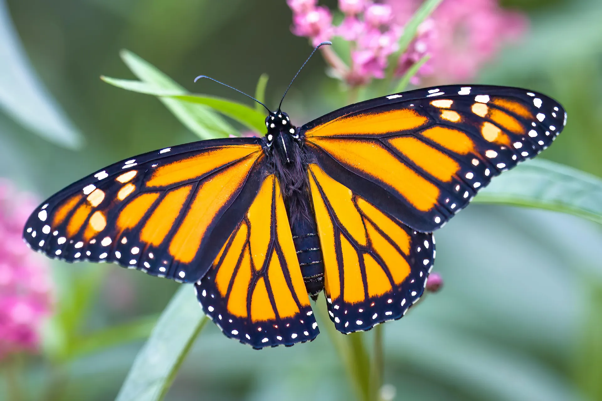 A monarch butterfly with its wings spread perched near some flowers and greenery.