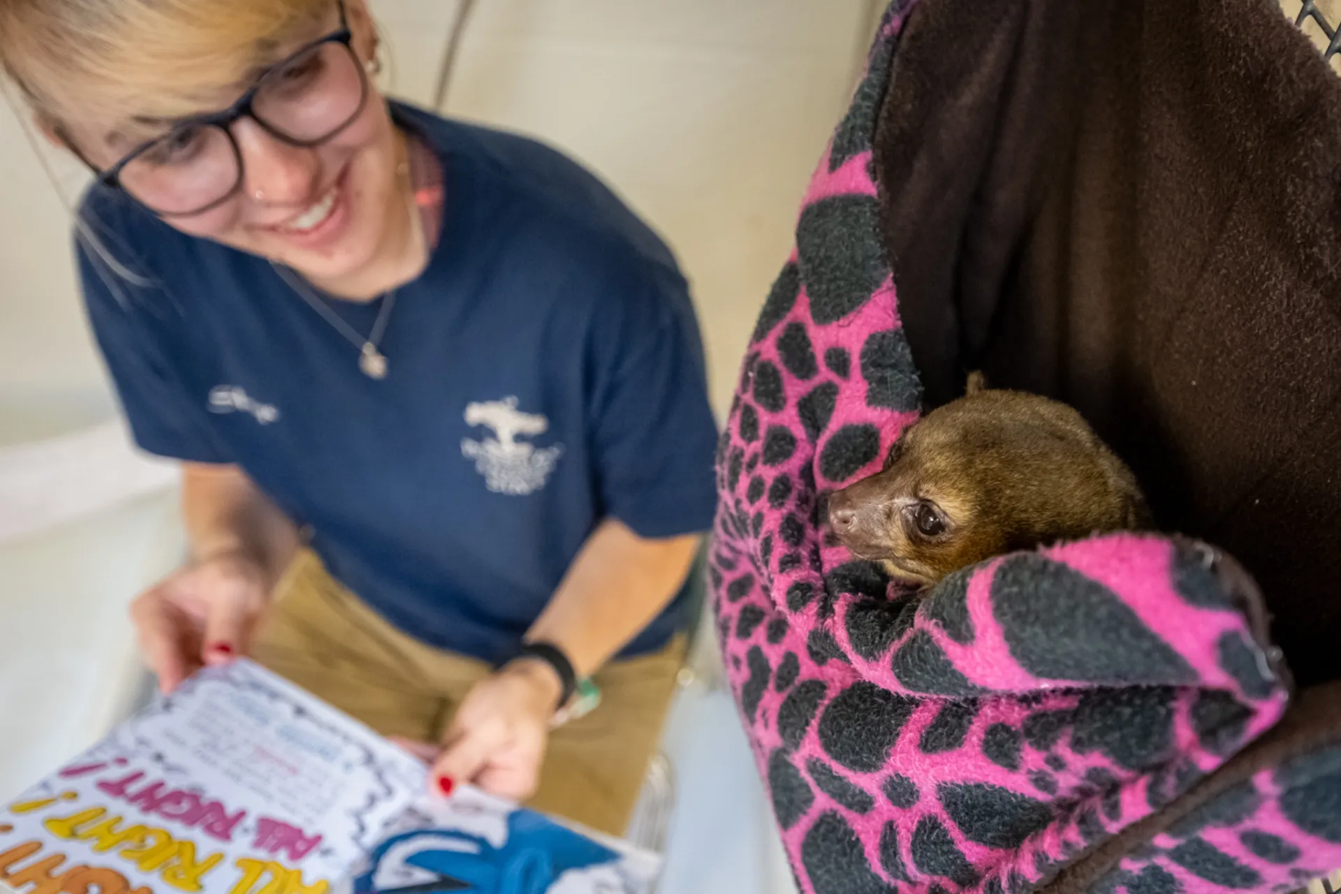 A keeper reading a children's book to a Kinkajou who is tucked inside a plush blanket.