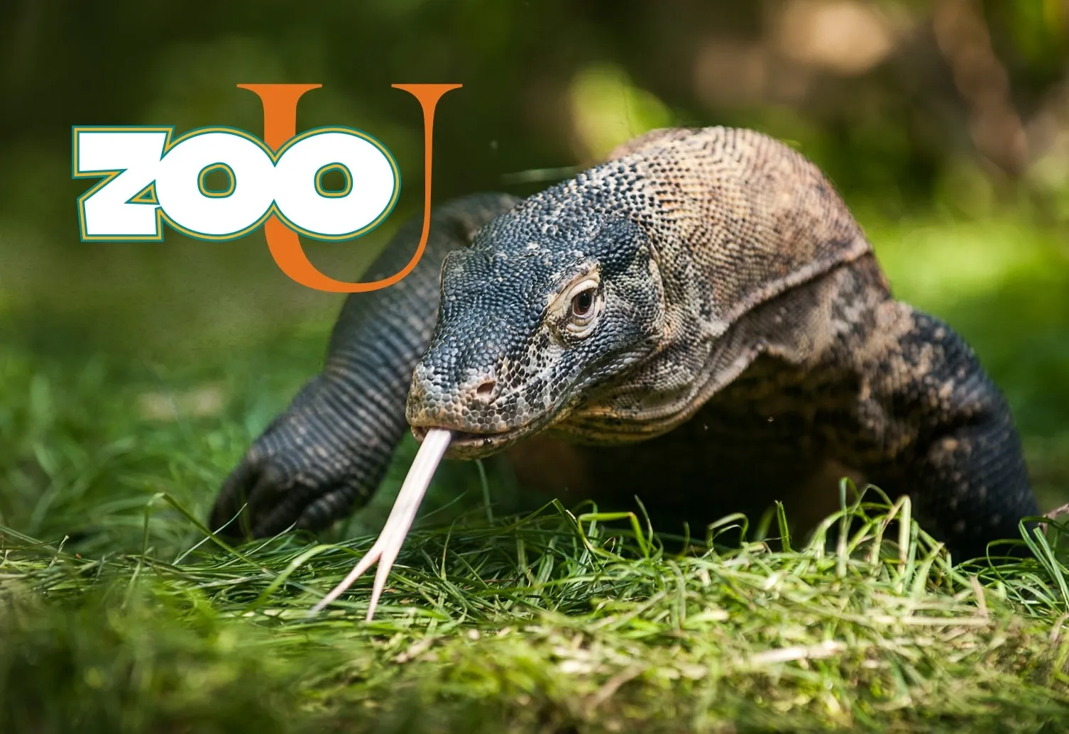 Zoo U logo and a photo of a Komodo dragon.