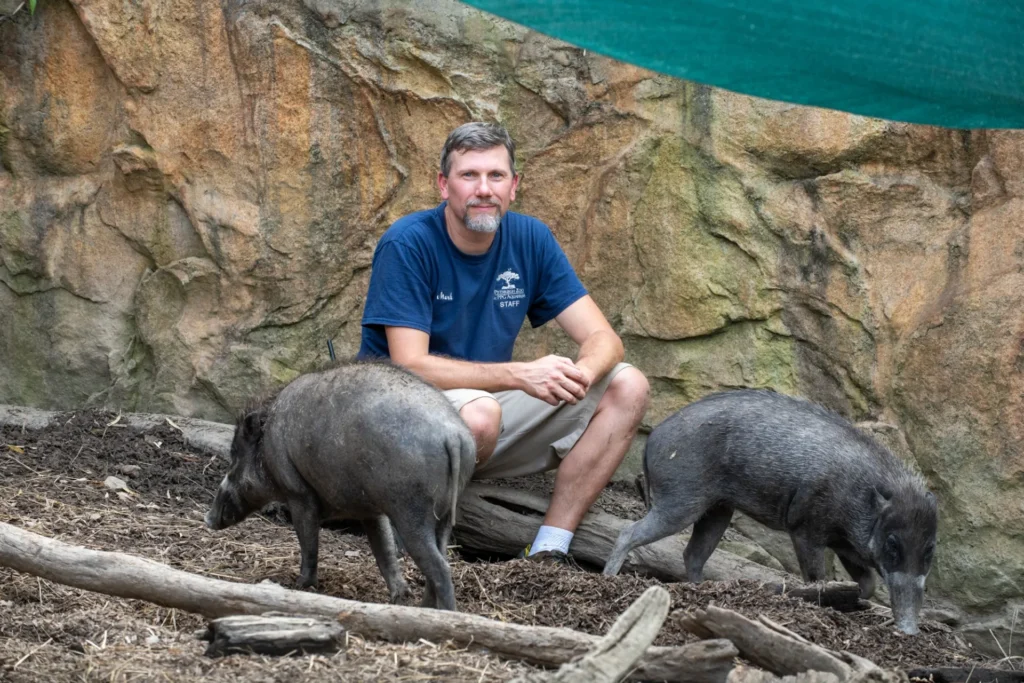 mark in the habitat with the visayan warty pigs. mark has short facial hair and is wearing a blue zoo staff shirt. is kneeling next to two warty pigs.