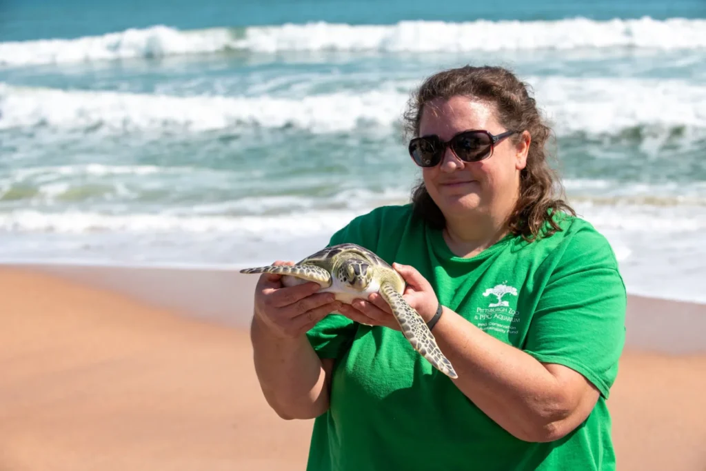 jen d. at the sea turtle second chance release. jen has curly brown hair and is wearing a green zoo staff shirt. she is holding a sea turtle on the beach, which about to be released after rehabilitation