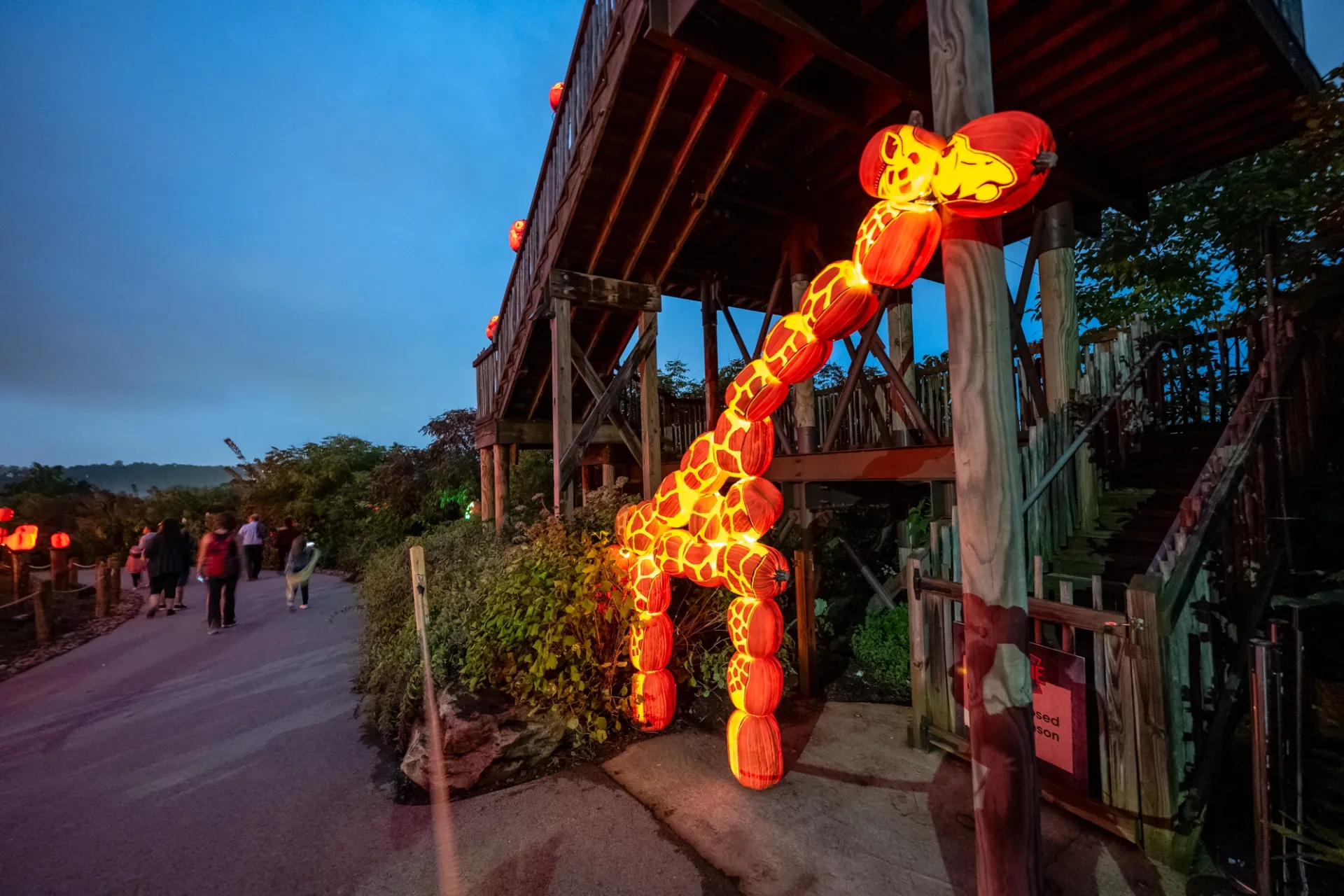 a display of about two dozen jack o'lanterns shaped into a giraffe. a giraffe is carved across all the pumpkins to make a giraffe outline about 10 feet tall