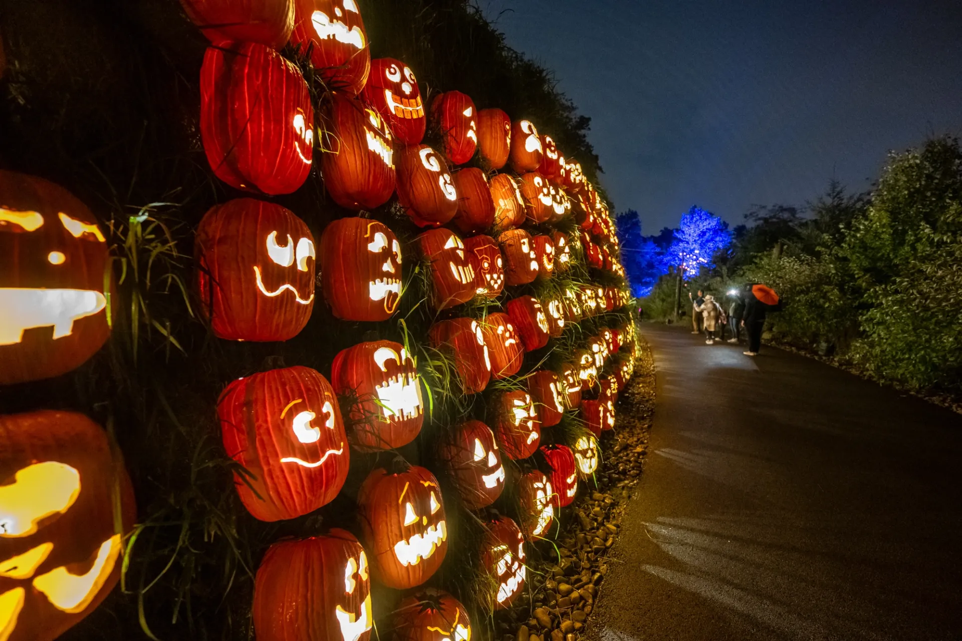 the jack o'lantern wonderwall close-up. about three dozen jack o'lanterns are visible in this photo lining the zoo's grass wall heading down to the aquarium