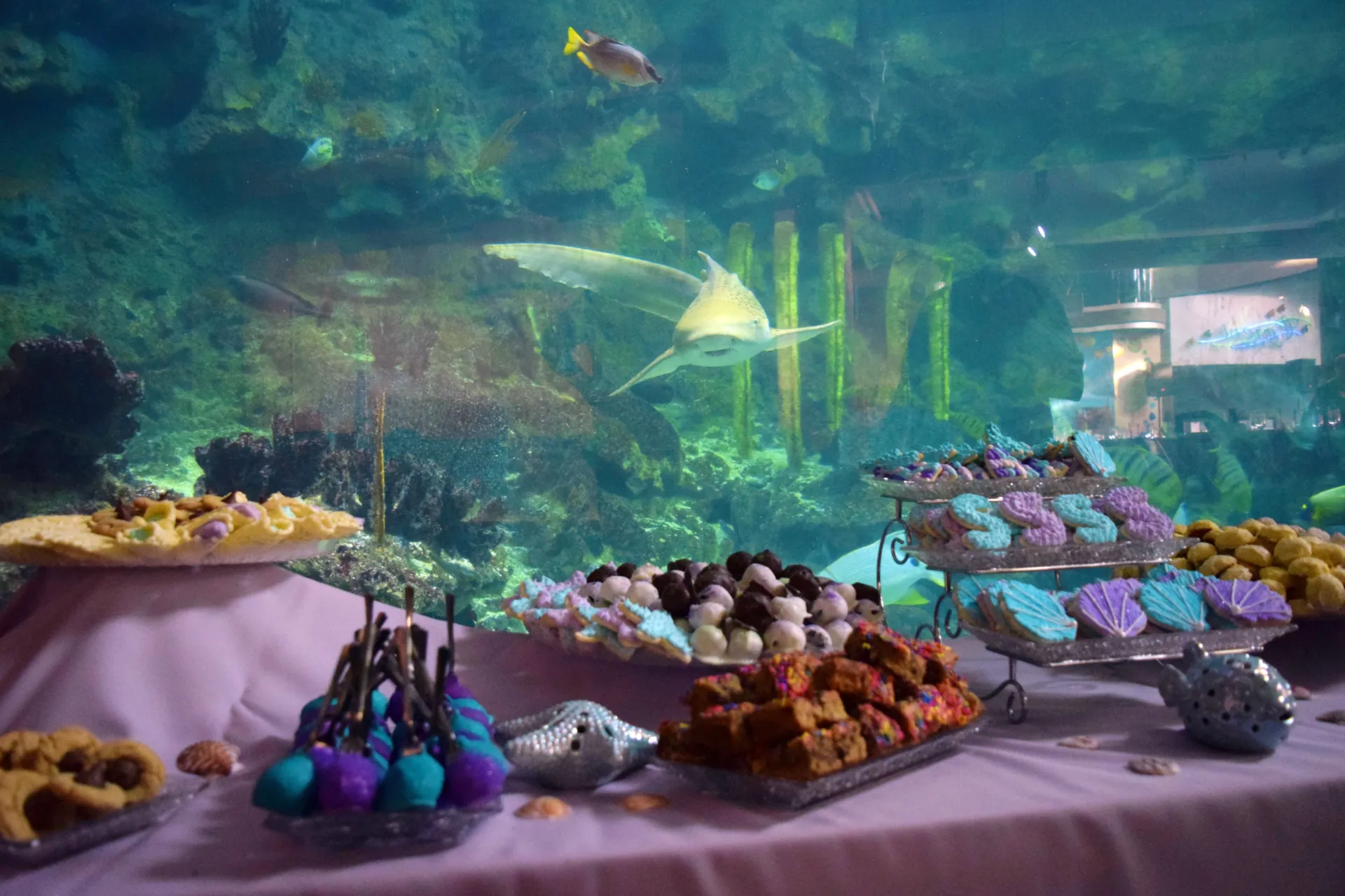 a pittsburgh cookie table set up in front of the big ocean tank in the aquarium. cookies are aquatic themed, with purple and blue sprinkes, and some are in the shape of seashells. behind the table in the tank, a shark swims toward the camera, making it look like it may come take a cookie.