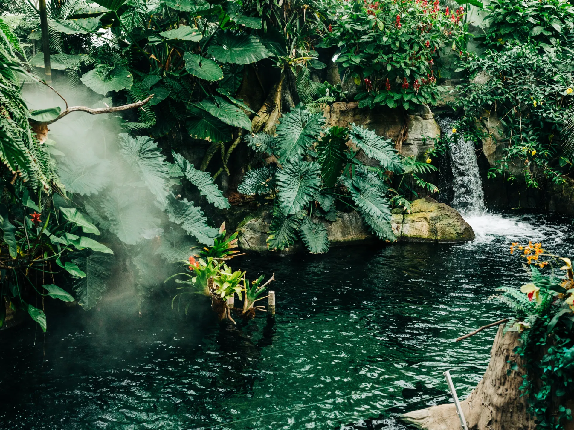 the rainforest habitat in the aquarium. lush greenery, fog, and a waterfall surround a pool.